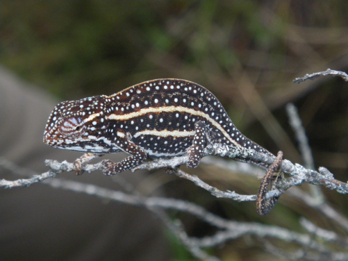 Figure 1. Amphibians and Chameleons like the two species on these pictures are among the many groups of organisms which receive limited to no conservation funding research support despite being among the most threatened groups on the planet. Photo Credit: Angelica Crottini

 